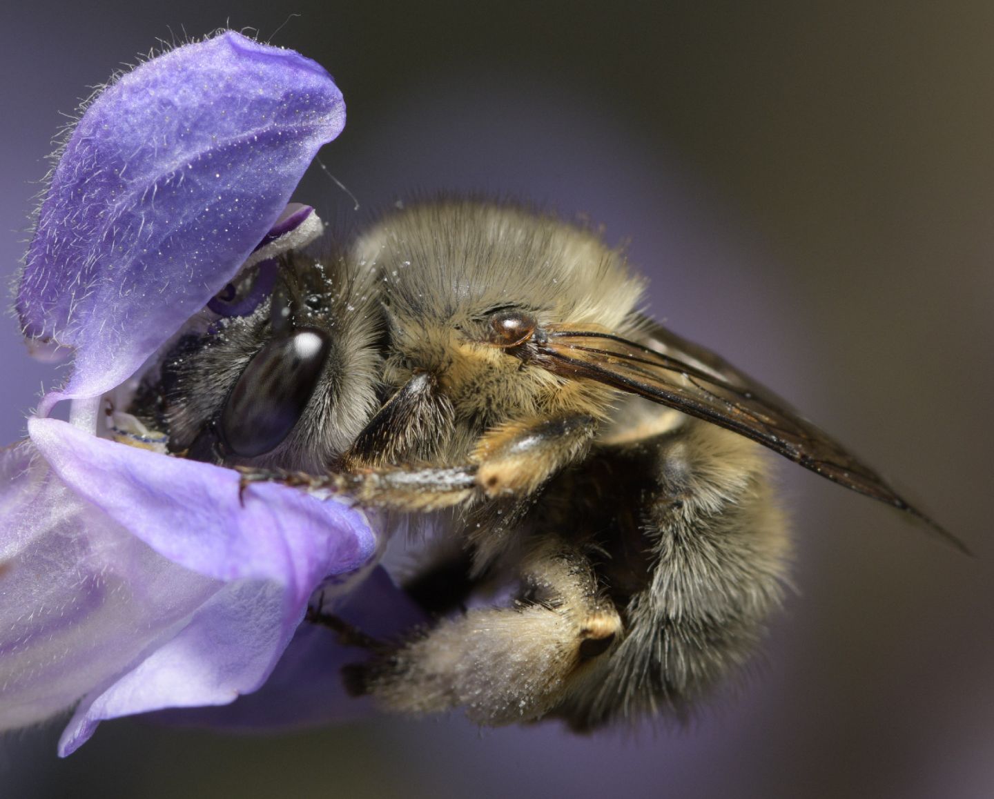 Apidae Antophorinae sp.